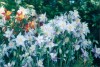 Closeup of Columbine 