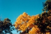 Hickory in fall