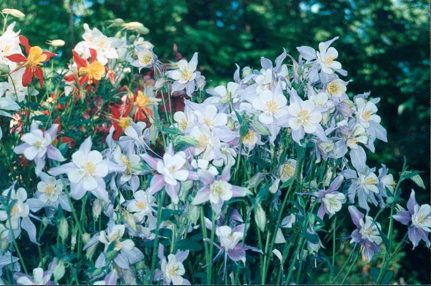 Our columbine plantings