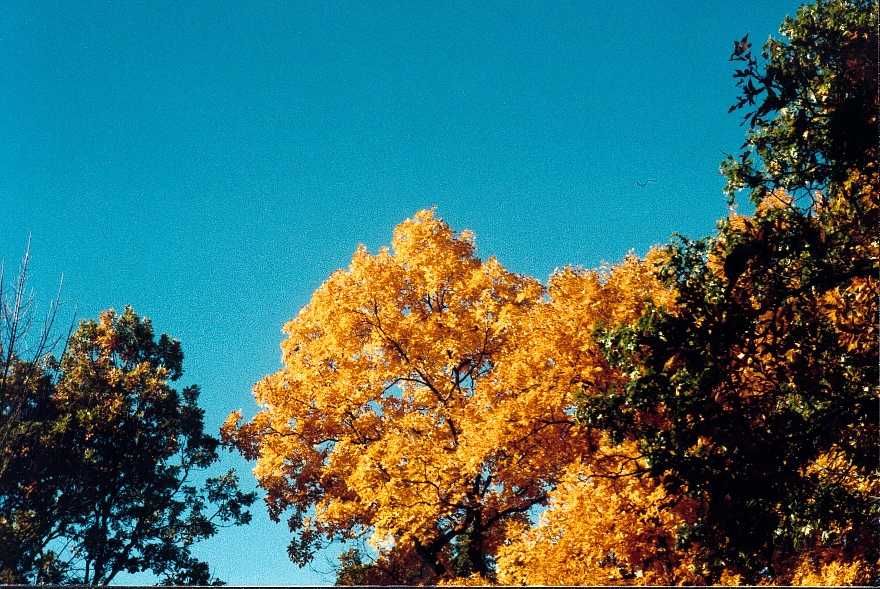 The hickory against a blue sky