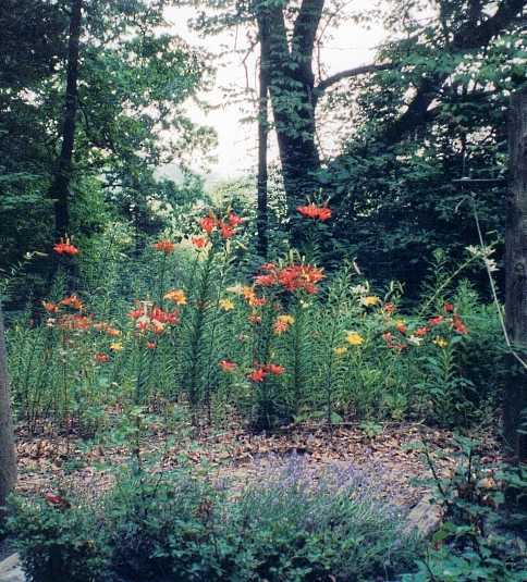 day lillies