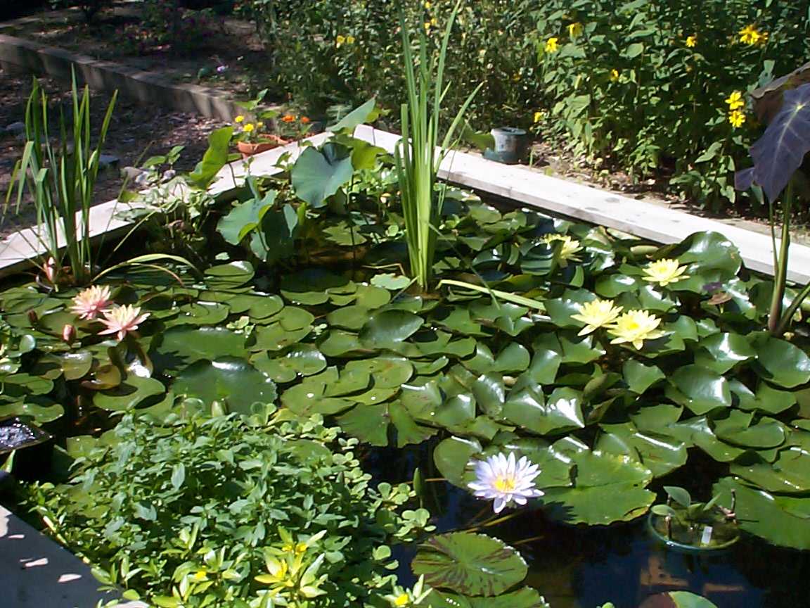 Pond, August 2000