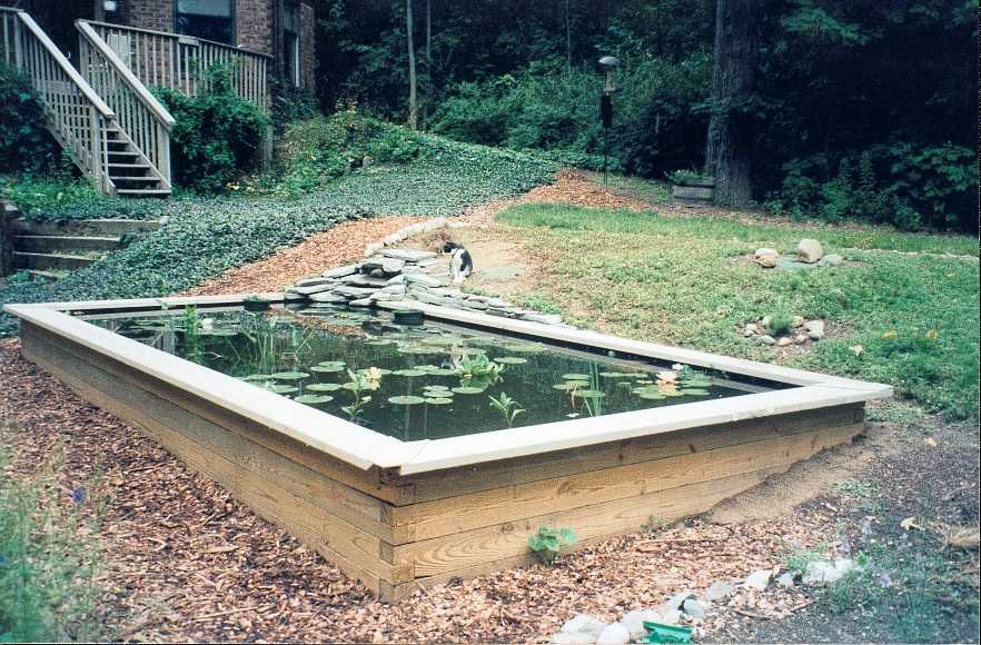 The cat staring at the pond