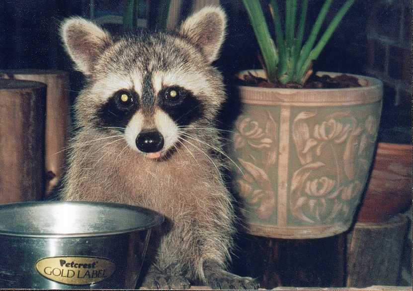 coon at dinner