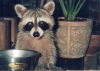 Coon in window
